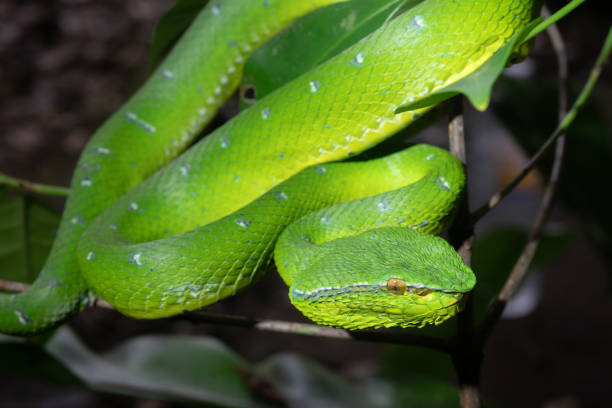 istock Venomous Green Keeled Pit Viper / Ready to Strike 1130494495