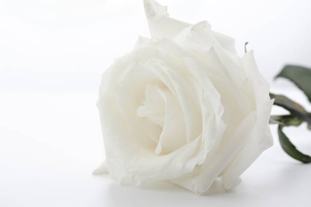 istock Beautiful white rose isolated on white background. 1130494695