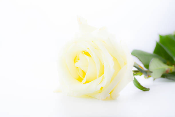 istock Beautiful white with yellow rose isolated on white background. 1130494704