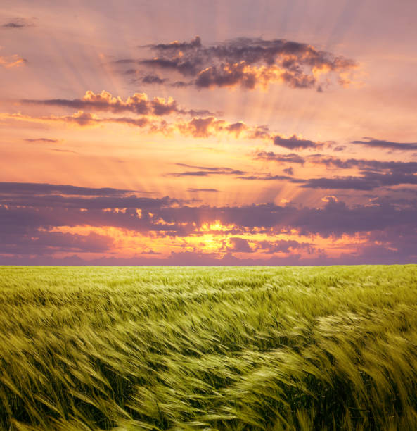 istock Greed Wheat Field and Beautiful Sunset Sky with Sun and Clouds 1130494997