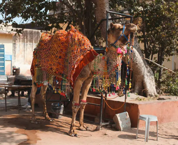 Photo of Camel decorated in the traditional Rajasthani way.