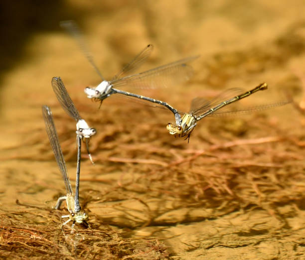 istock Damselfly landing on another Damselfy 1130495080