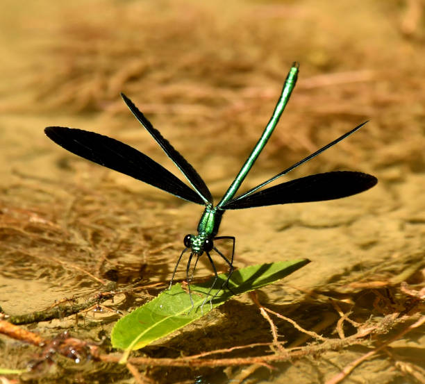 istock Ebony Jewelwing Damselfly 1130495081
