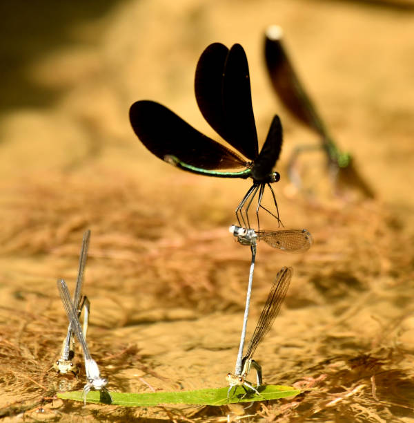 istock Ebony Jewelwing Damselfly Landing on another Damselfly 1130495113