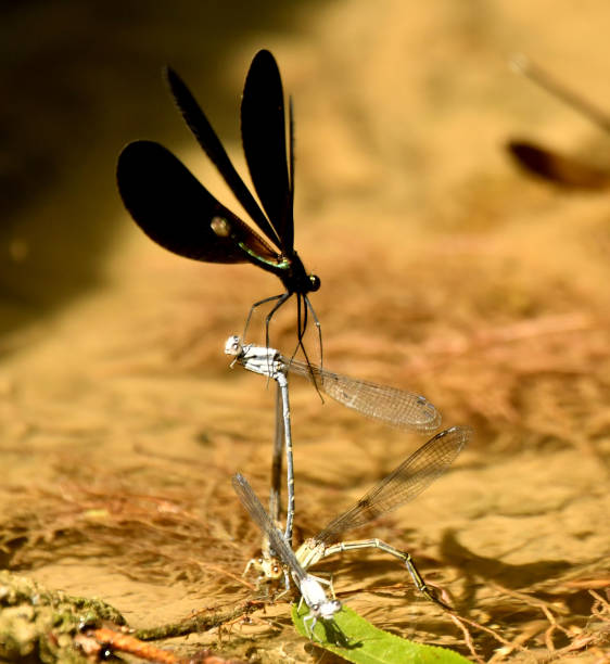 istock Ebony Jewelwing Damselfly Landing on another Damselfly 1130495119