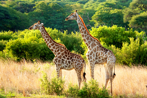 Two giraffes standing together in the Hwange National Park in the late afternoon sunlight.
