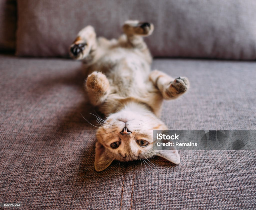 Chú Mèo Con Dễ Thương Nằm Lưng Trên Ghế Sofa Hình ảnh Sẵn có - Tải ...