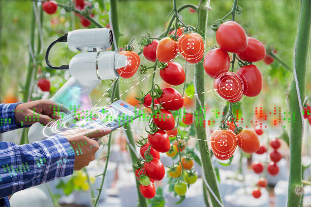 Farmer using digital tablet control robot to harvesting tomatoes in agriculture industry, Agriculture technology smart farm concept stock photo