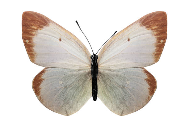 istock tropical white butterfly with brown stripes. isolated on white background 1130498329