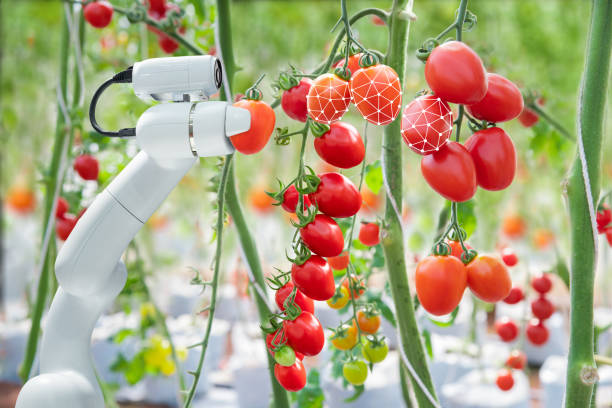 istock Image processing technology was apply with The robot to used to harvesting tomatoes in agriculture industry 1130498724