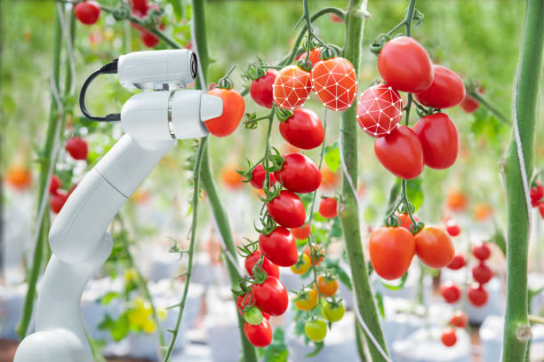 image processing technology was apply with the robot to used to harvesting tomatoes in agriculture industry - greenhouse industry tomato agriculture imagens e fotografias de stock