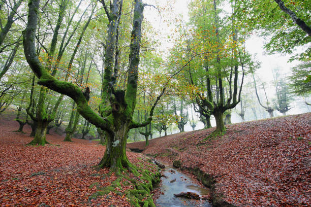 istock Otzarreta beech forest, Basque Country, Spain 1130498982