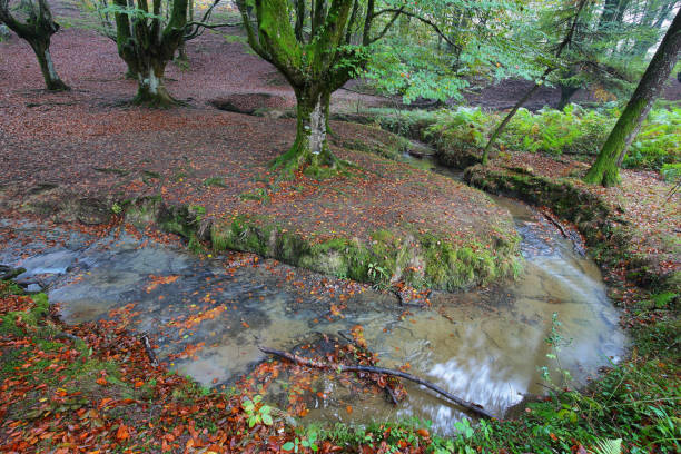 istock Otzarreta beech forest, Basque Country, Spain 1130498986