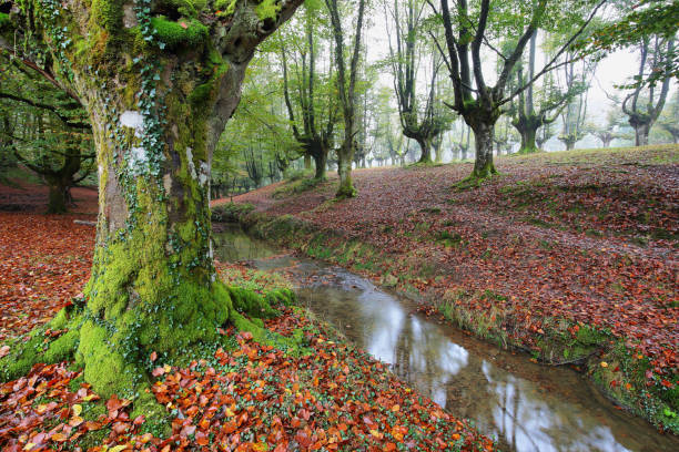 istock Otzarreta beech forest, Basque Country, Spain 1130499007