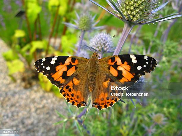 Red Crossvanessa Cardui Stockfoto und mehr Bilder von Blume - Blume, Blüte, Braun