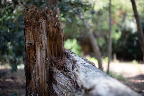 сломанный ствол дерева - hurricane florida стоковые фото и изображения