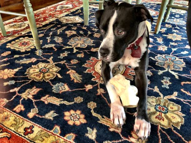 istock Large black and white dog resting on beautiful rug with bone 1130500695