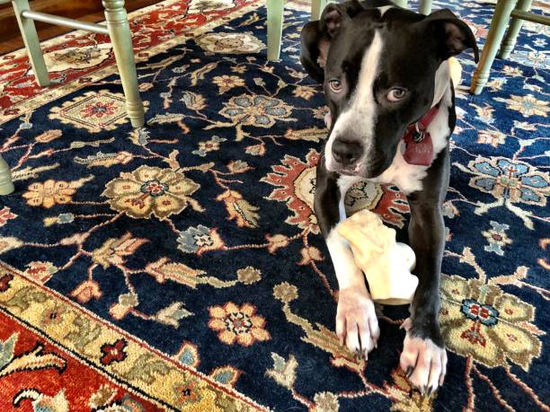 istock Large black and white dog resting on beautiful rug with bone 1130500798