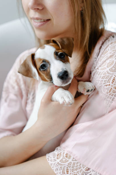 istock Puppy Of Jack Russell 1130501035