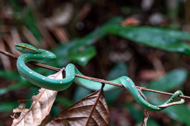 istock Juvenile Wagler Pit Viper / Full Body 1130501041