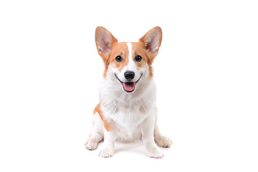 cute puppy pembroke welsh corgi sitting white background