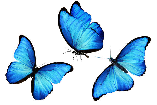 mariposa azul tropical. aislado sobre fondo blanco - volar fotos fotografías e imágenes de stock