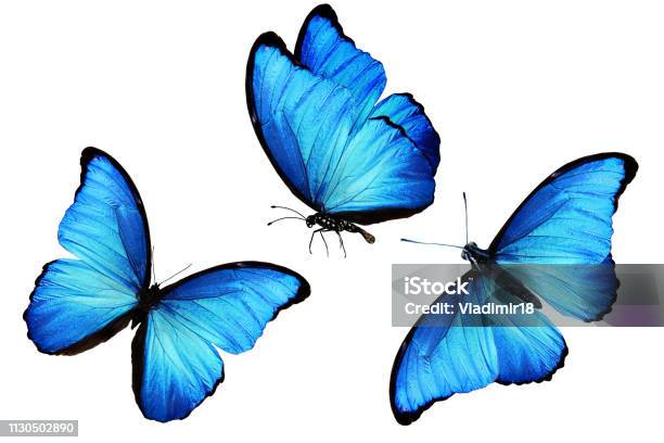 Tropical Blue Butterfly Isolated On White Background Stock Photo - Download Image Now