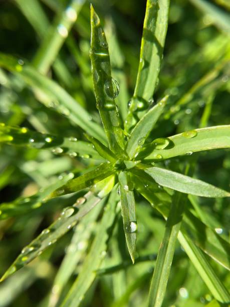 Close-up on a grass flower A close-up on a grass flower filled with dew hampa stock pictures, royalty-free photos & images