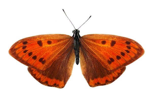 istock beautiful orange butterfly isolated on white background 1130503496
