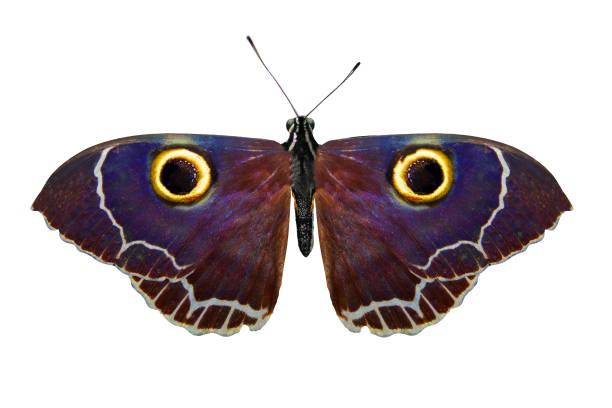 istock tropical purple butterfly. isolated on white background 1130503513