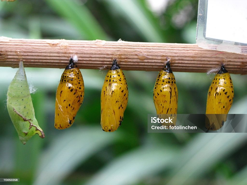 Kokons der Schmetterlinge - Lizenzfrei Farbbild Stock-Foto