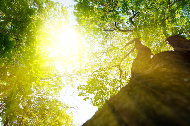 istock The picture under the big beautiful green tree 1130504289