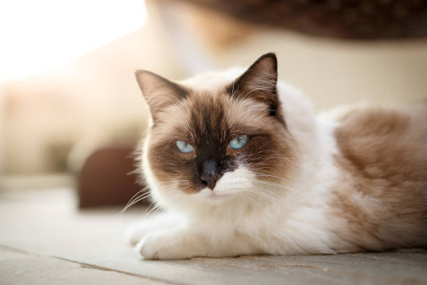 Ragdoll cat portrait at home Ragdoll cat portrait ragdoll cat stock pictures, royalty-free photos & images