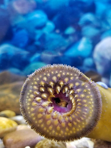 sea lamprey with sucking mouth stock photo