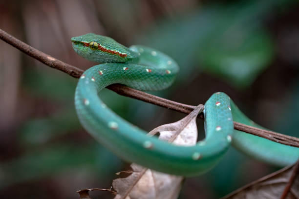 istock Juvenile Wagler Pit Viper / Close Up 1130504916
