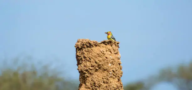 A Red-and-Yellow Barbet (Trachyphonus erythrocephalus) perched on top of a tall termite nest in the Omo Valley.