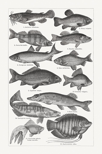 Freshwater fishery: 1) Brown bullhead (Ameiurus nebulosus); 2) Tench (Tinca tinca, or Tinca vulgaris); 3) European perch (Perca fluviatilis); 4) Largemouth bass (Micropterus salmoides, or Grystes salmoides); 5) Maraena whitfish (Coregonus maraena); 6) Ide (Leuciscus idus, or Idus melanotus); 7) European carp (Cyprinus carpio); 8) Crucian carp (Carassius carassius, or Carassius vulgaris); 9) Northern pike (Esox lucius); 10) Zander (Sander lucioperca, or Lucioperca sandra); 11) Veiltail (Carassius gibelio forma auratus); 12) Giant gourami (Osphronemus goramy, or Osphromenus olfax). Wood engravings, published in 1897.