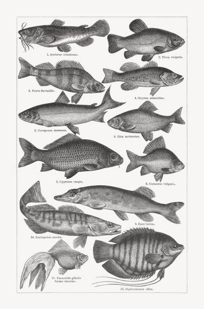 Freshwater fishery, wood engravings, published in 1897 Freshwater fishery: 1) Brown bullhead (Ameiurus nebulosus); 2) Tench (Tinca tinca, or Tinca vulgaris); 3) European perch (Perca fluviatilis); 4) Largemouth bass (Micropterus salmoides, or Grystes salmoides); 5) Maraena whitfish (Coregonus maraena); 6) Ide (Leuciscus idus, or Idus melanotus); 7) European carp (Cyprinus carpio); 8) Crucian carp (Carassius carassius, or Carassius vulgaris); 9) Northern pike (Esox lucius); 10) Zander (Sander lucioperca, or Lucioperca sandra); 11) Veiltail (Carassius gibelio forma auratus); 12) Giant gourami (Osphronemus goramy, or Osphromenus olfax). Wood engravings, published in 1897. tinca tinca stock illustrations