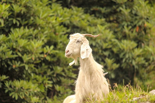 A Himalayan goat on a triund hill, triund is a small trek in dharamshala, himachal pradesh, India.