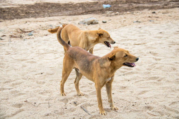 äthiopien: hunde - turmi stock-fotos und bilder