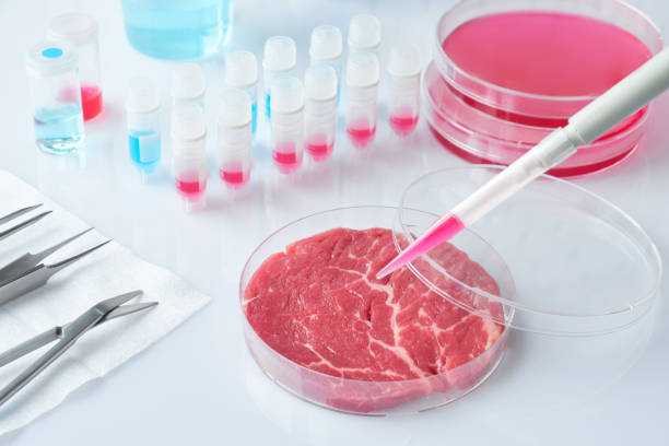 istock Meat sample in open disposable plastic cell culture dish in modern laboratory, clean meat concept 1130506662