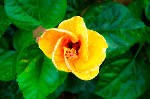 istock Hibiscus flowers  yellow closeup background 1130507441