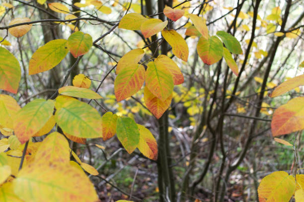 Yellow leafs in a bush A bush with yellow leafs årstid stock pictures, royalty-free photos & images