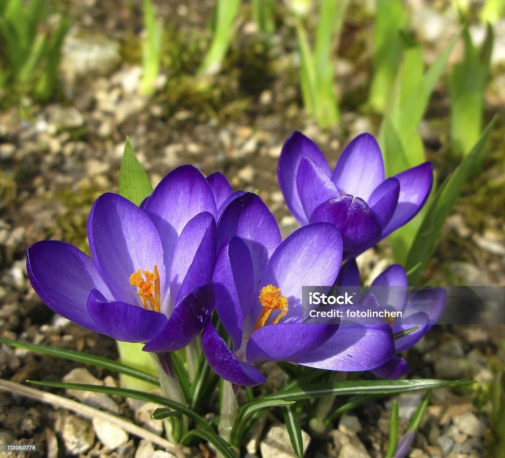 Lila crocus - Lizenzfrei Blume Stock-Foto