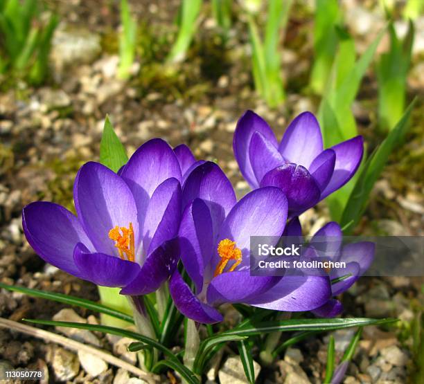 Lila Crocus Stockfoto und mehr Bilder von Blume - Blume, Blüte, Farbbild