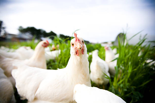 chicken nahaufnahme-adobe-rgb - freilandhuhn stock-fotos und bilder