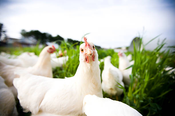 Chicken closeup - adobe rgb  free range stock pictures, royalty-free photos & images