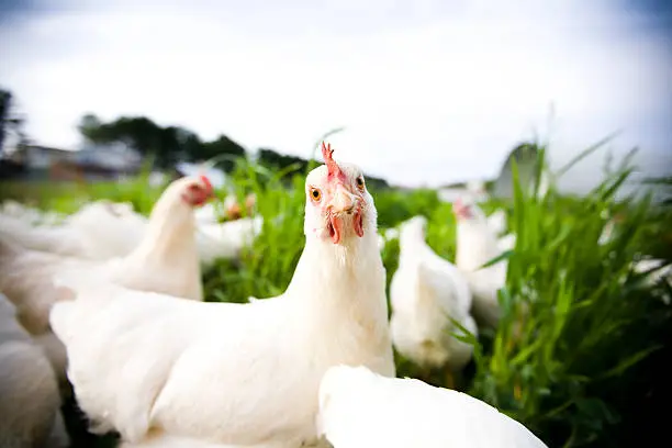 Photo of Chicken closeup - adobe rgb