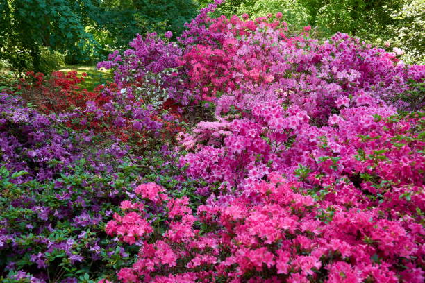 istock macro of pink rhododendron 1130507956