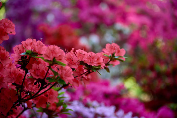 istock macro of pink rhododendron 1130508375